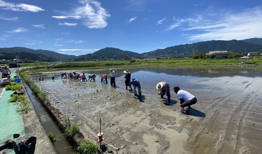 自然栽培の田植えイベント